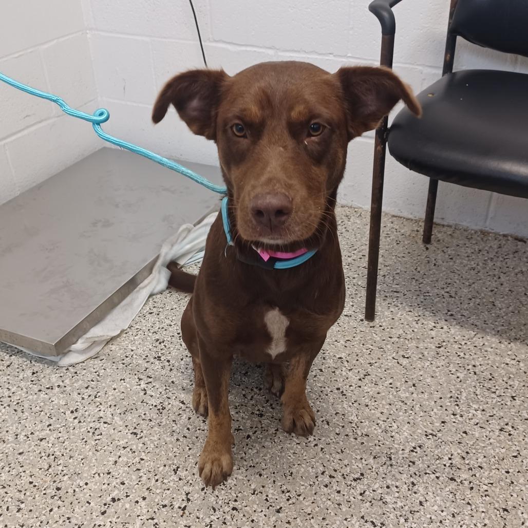 Subway, ADOPTABLE, Adult • Female, Labrador Retriever & Australian Kelpie.