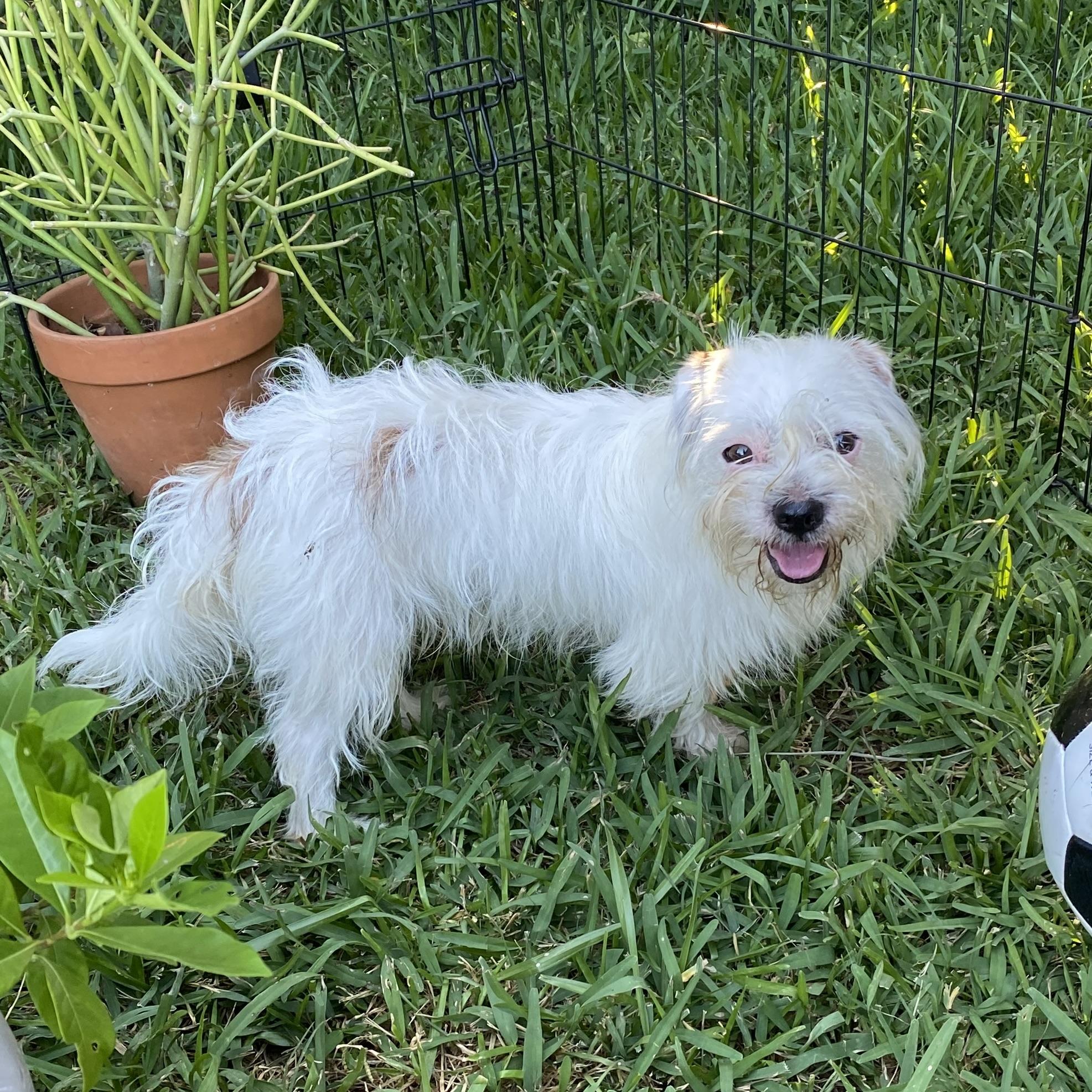 Enlarge Barney, a Adoptable mixed breed in CANTON, OH image 6/6