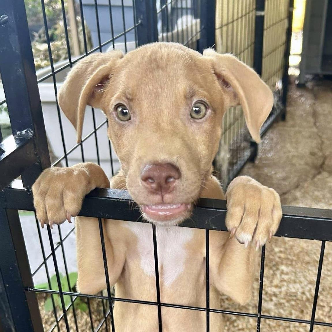 Chip, adoptable, Puppy Male Mixed Breed.