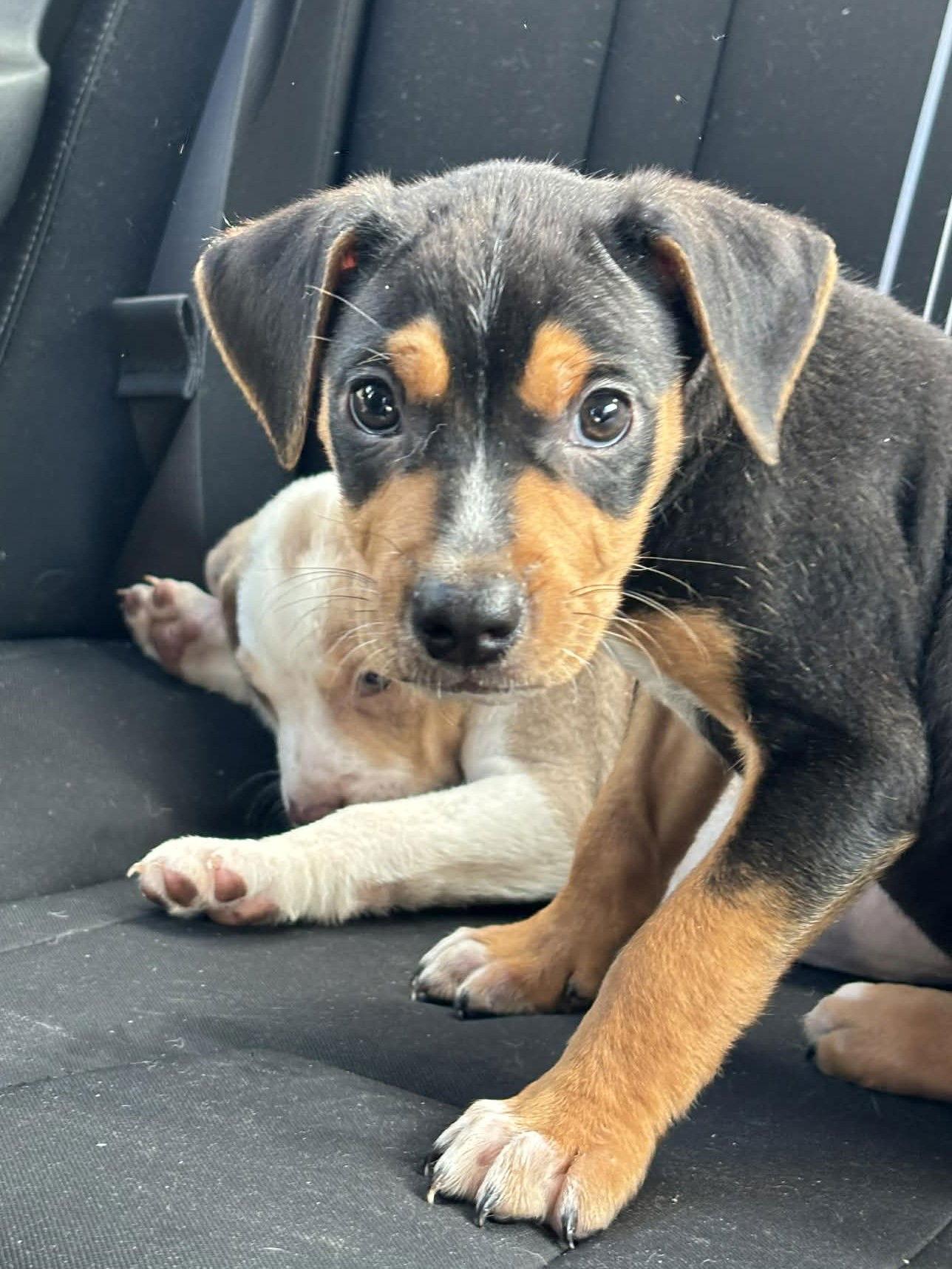 Kingston, Adoptable, Puppy Male Catahoula Leopard Dog.