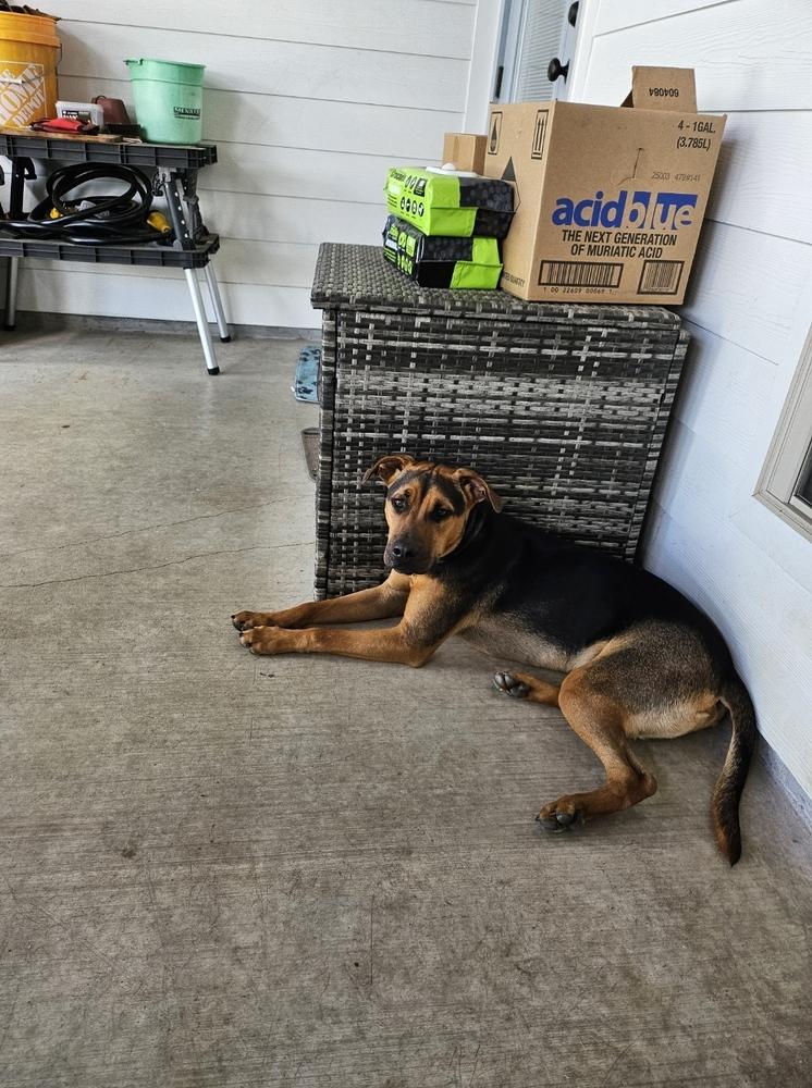 Mac, a Adoptable mixed breed in Scott, LA image 1/5