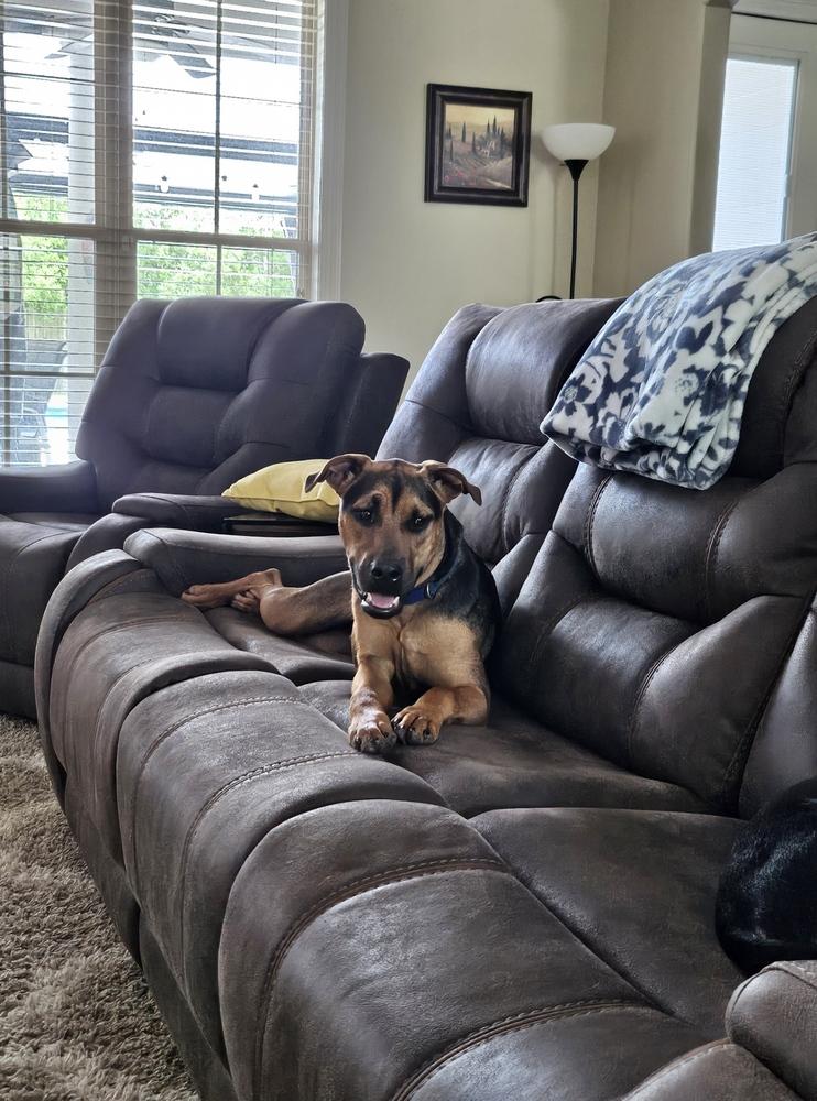 Mac, a Adoptable mixed breed in Scott, LA image 3/5