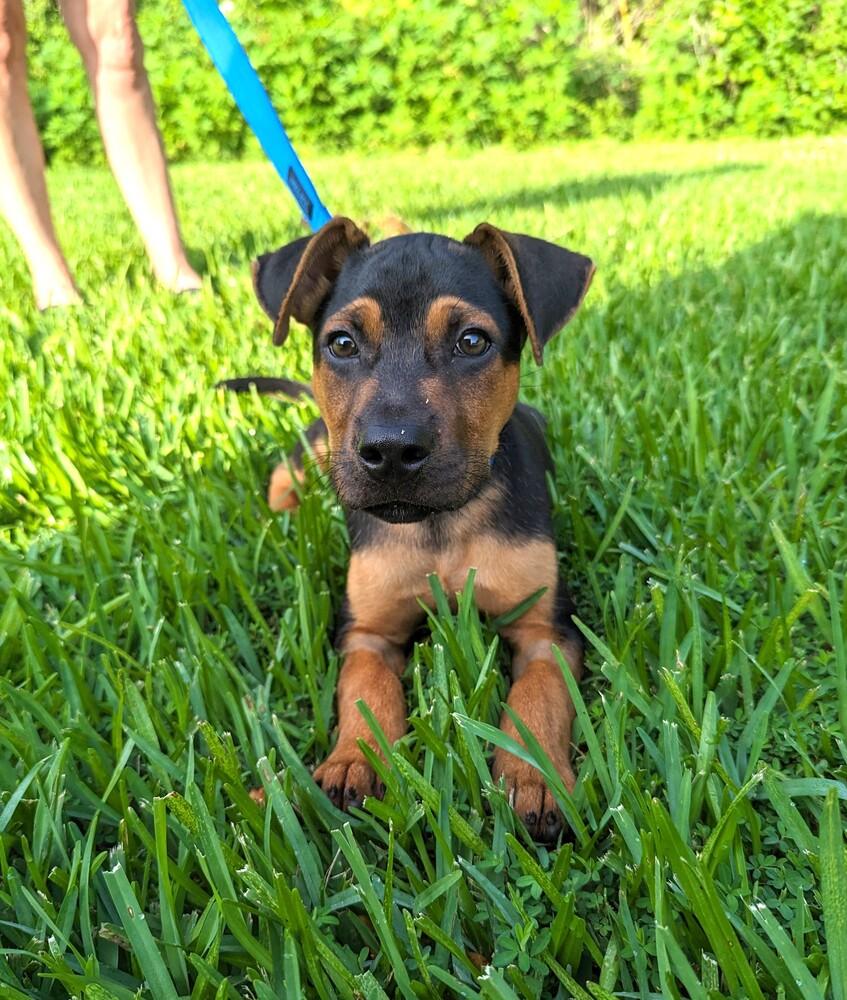 Mac, a Adoptable mixed breed in Scott, LA image 4/5