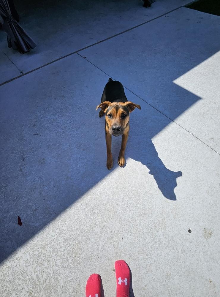 Mac, a Adoptable mixed breed in Scott, LA image 5/5