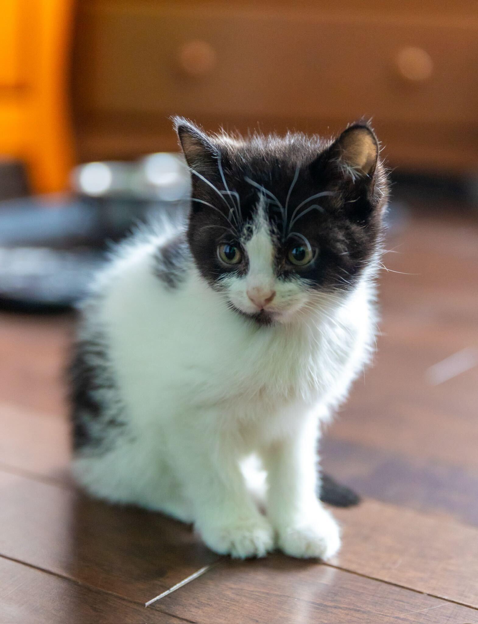 Vacca, a Adoptable Domestic Short Hair in Wakefield, QC image 2/3