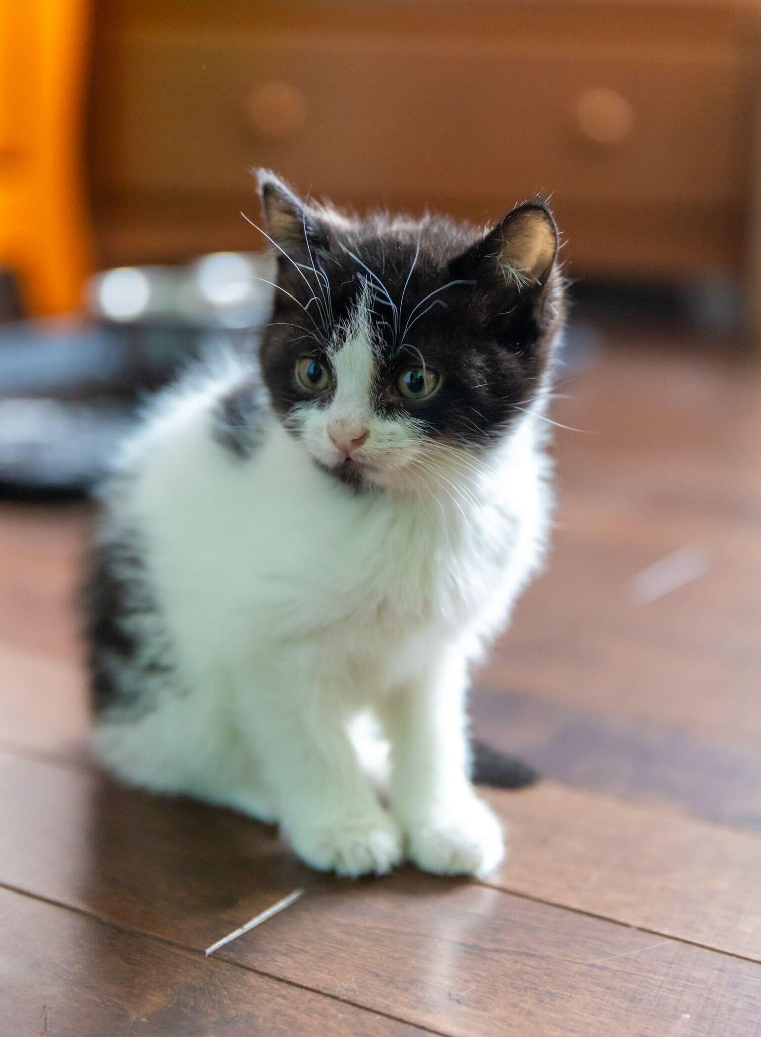 Vacca, a Adoptable Domestic Short Hair in Wakefield, QC image 3/3