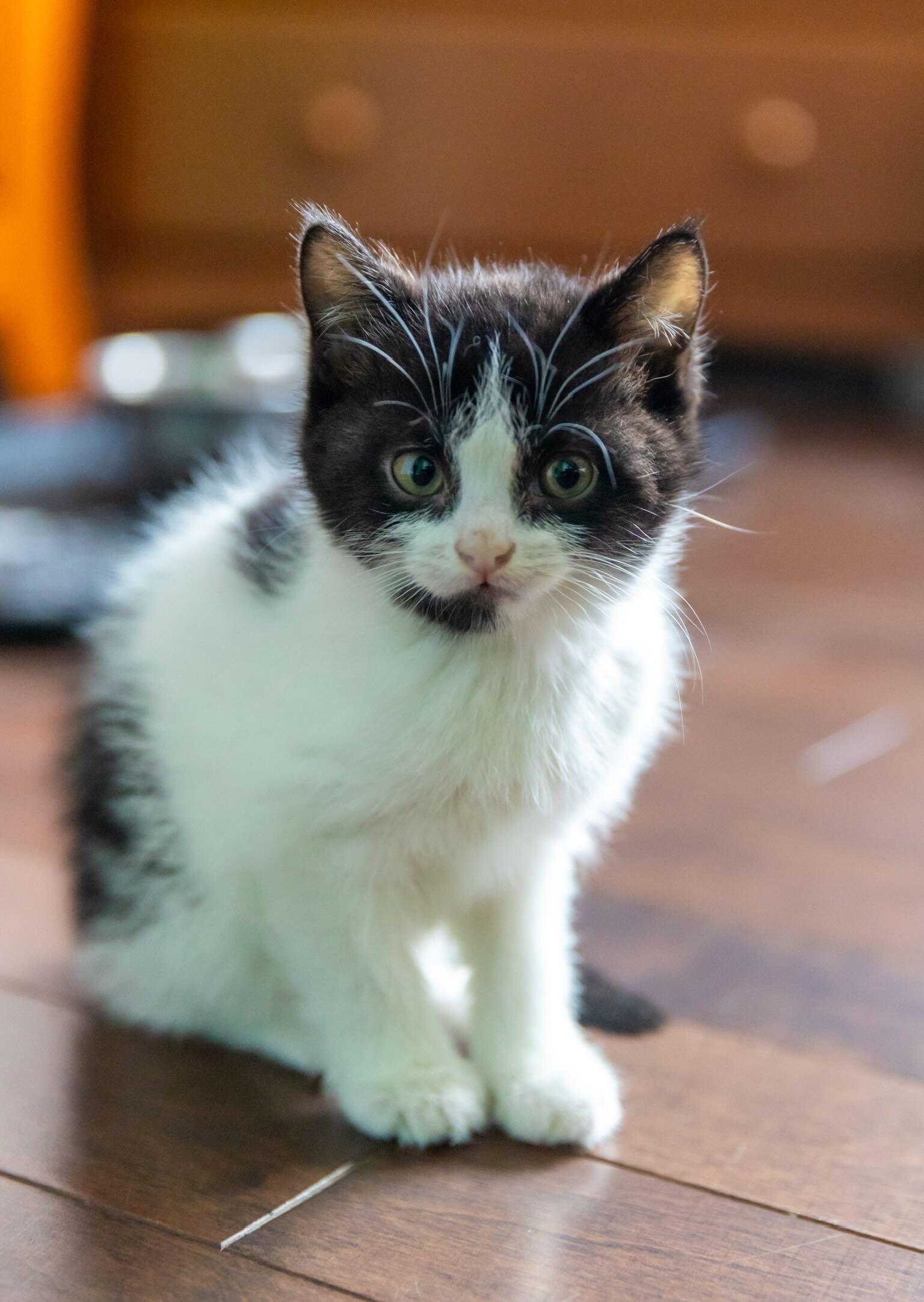 Vacca, a Adoptable Domestic Short Hair in Wakefield, QC image 1/3