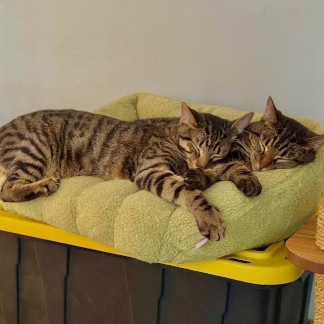 Mina, a Adoptable Domestic Short Hair in Chicago, IL image 1/6