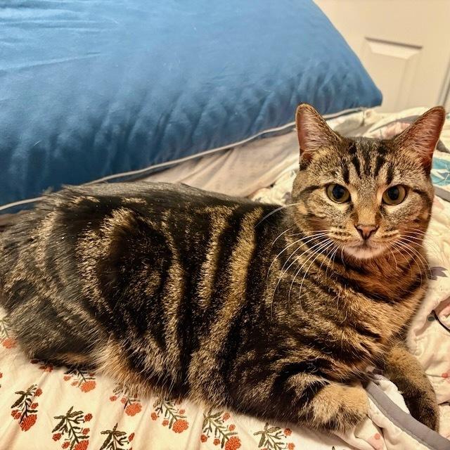 Mina, a Adoptable Domestic Short Hair in Chicago, IL image 2/6