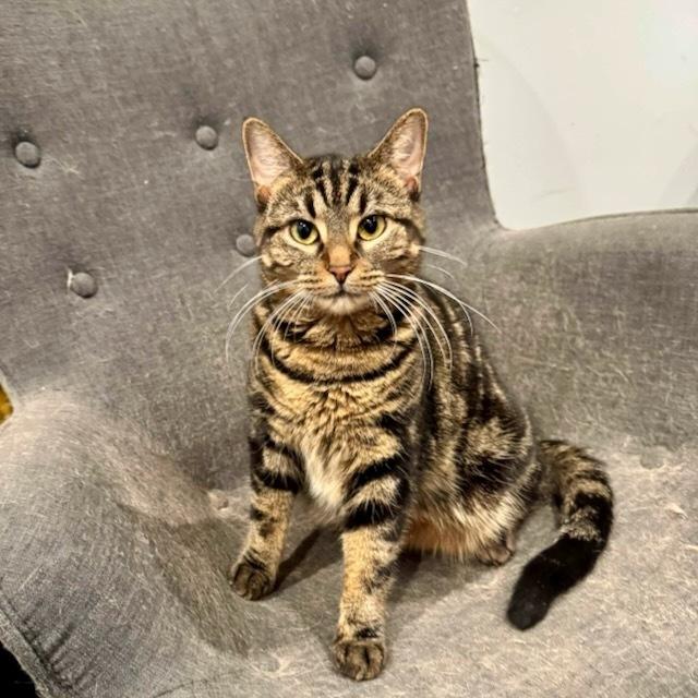 Mina, a Adoptable Domestic Short Hair in Chicago, IL image 3/6