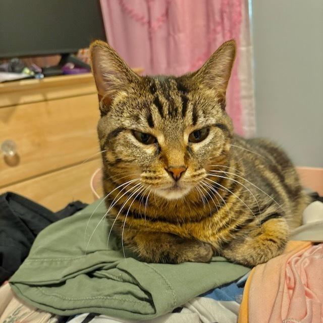 Mina, a Adoptable Domestic Short Hair in Chicago, IL image 4/6