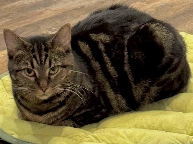 Mina, a Adoptable Domestic Short Hair in Chicago, IL image 5/6