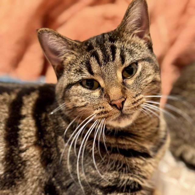 Mina, a Adoptable Domestic Short Hair in Chicago, IL image 6/6