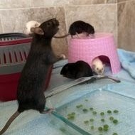 Enlarge Josephine, an adopted Rat in Los Angeles, CA image 2/2
