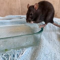 Josephine, adopted, Baby Female Rat.