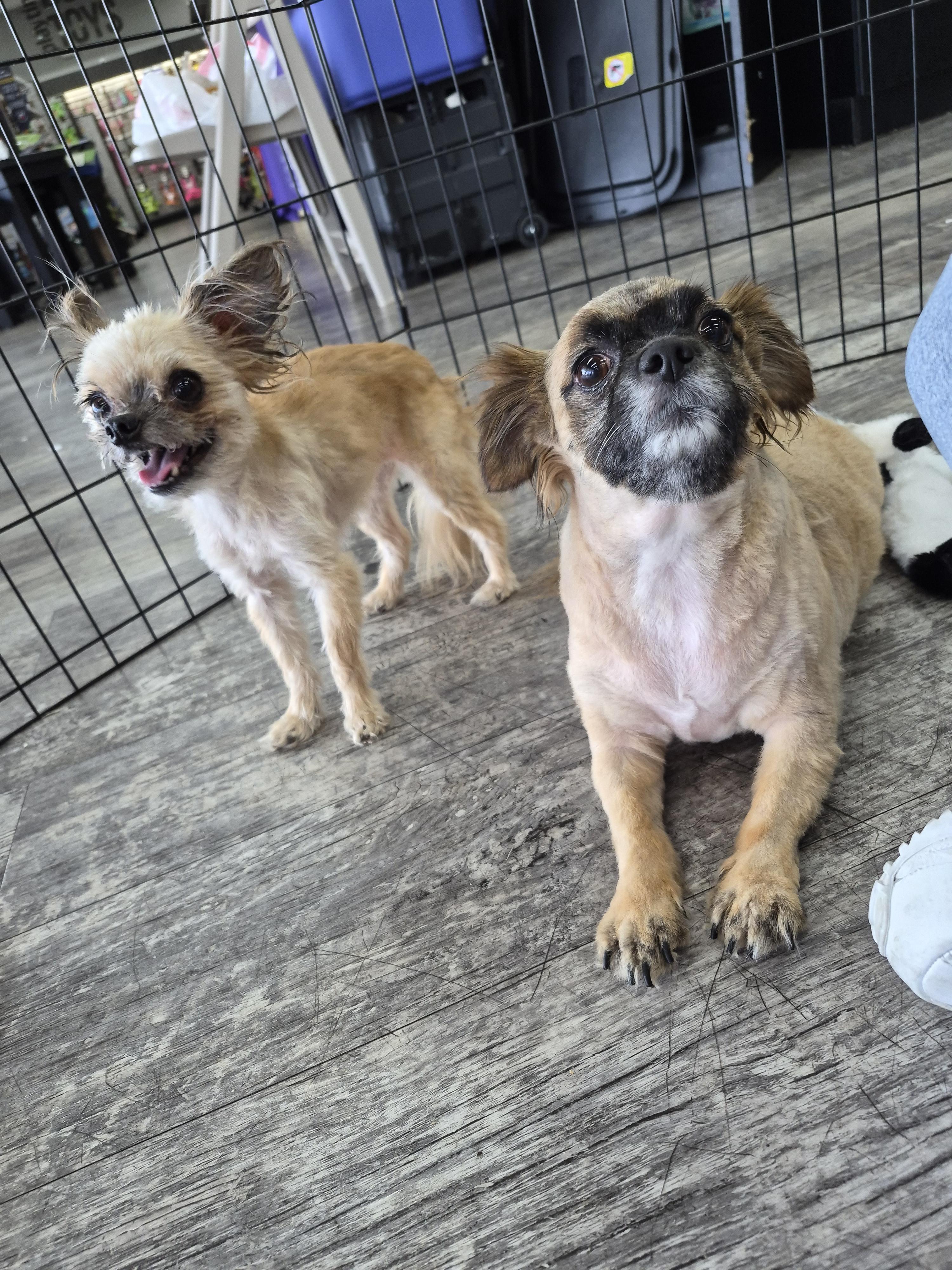 Lil Bit-Stir Fry, a Adopted mixed breed in Panama City, FL image 1/3