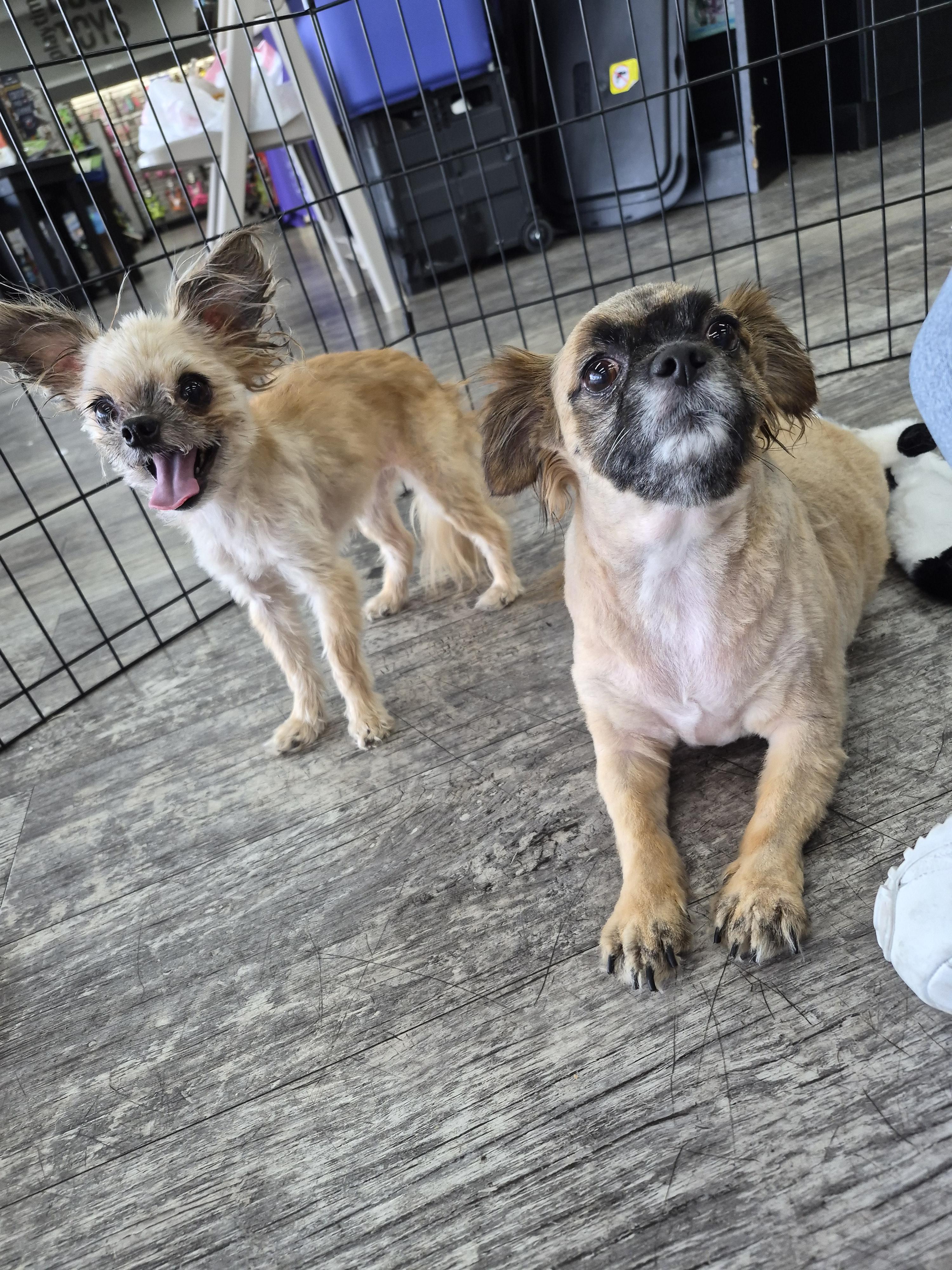Lil Bit-Stir Fry, a Adopted mixed breed in Panama City, FL image 2/3