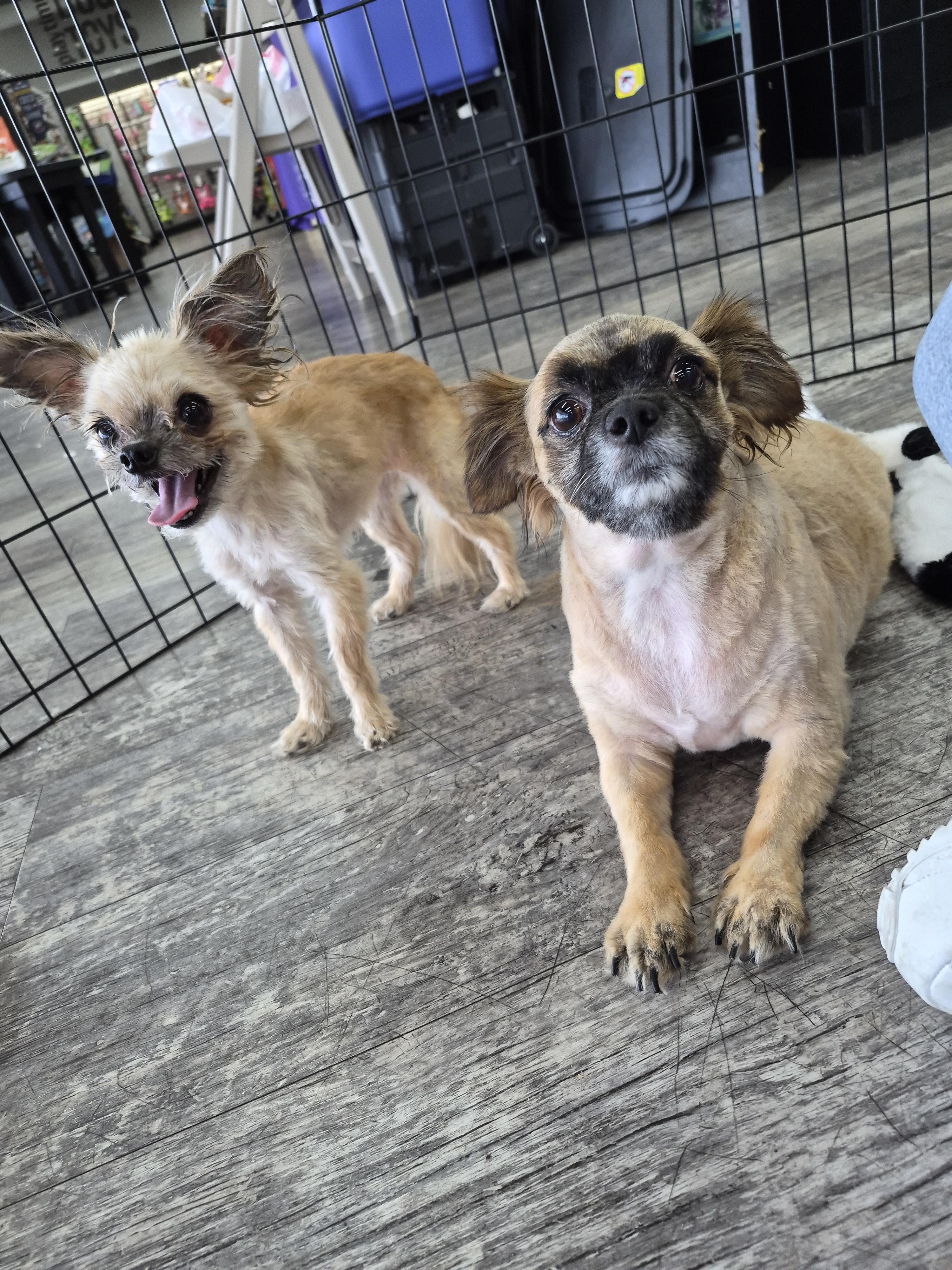 Lil Bit-Stir Fry, a Adopted mixed breed in Panama City, FL image 3/3