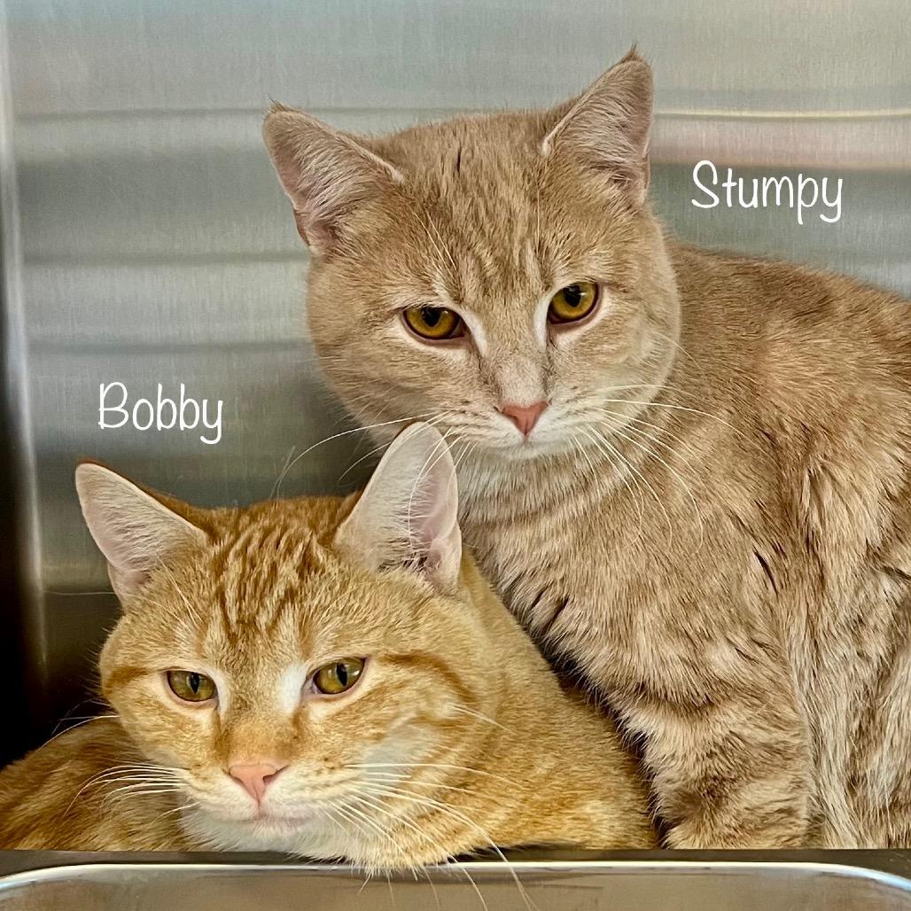 Bobby, Adoptable, Adult Male Domestic Short Hair & Domestic Short Hair.