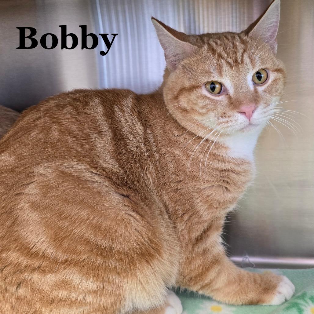 Bobby, Adoptable, Adult Male Domestic Short Hair & Domestic Short Hair.