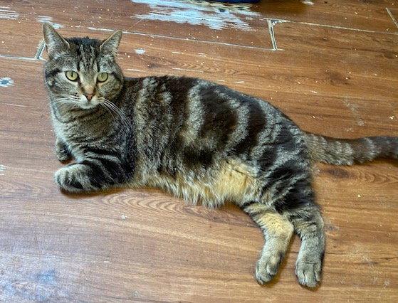 Dizzy, Adoptable, Adult Male Domestic Short Hair.