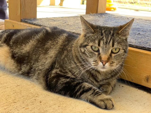 Enlarge Dizzy, a Adoptable Domestic Short Hair in Escondido, CA image 2/2