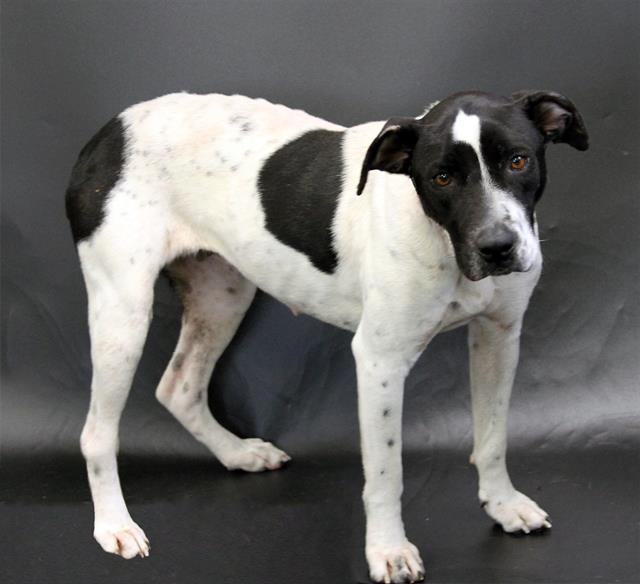 Enlarge LUKA, a Adoptable mixed breed in Winter Haven, FL image 1/1