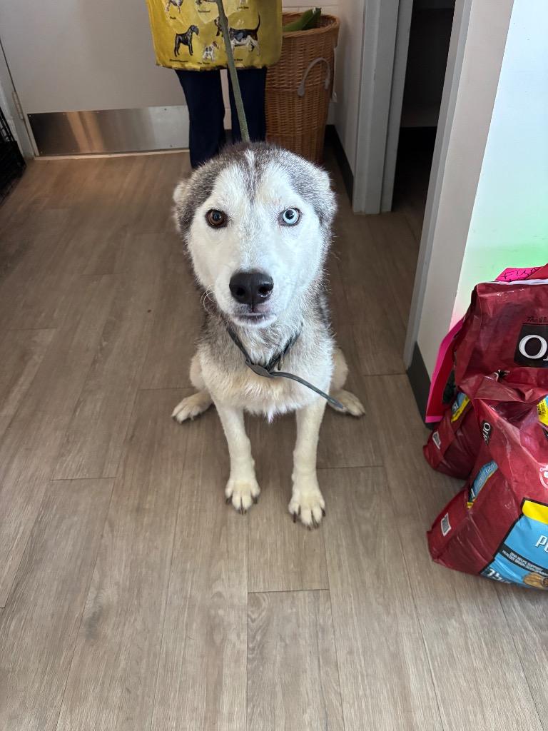 Enlarge Rocky, a Adoptable Siberian Husky in Metter, GA image 1/1