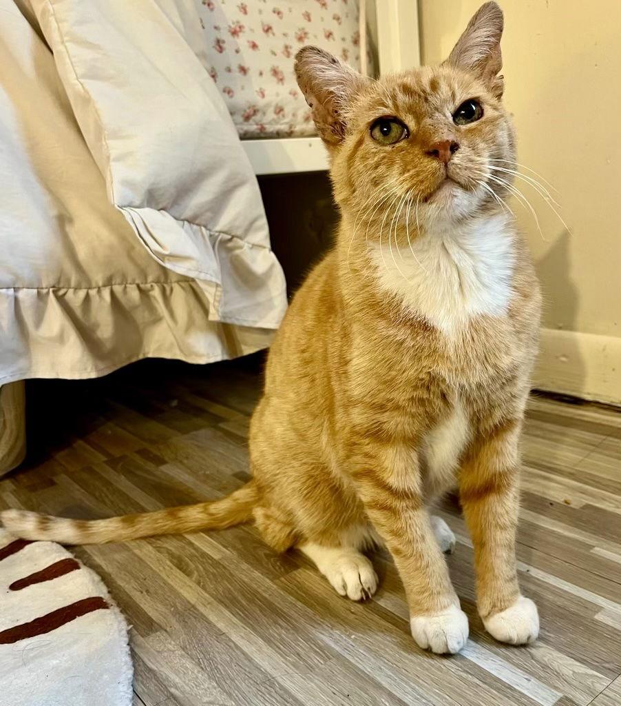 Ashford, Adoptable, Adult Male Domestic Short Hair.