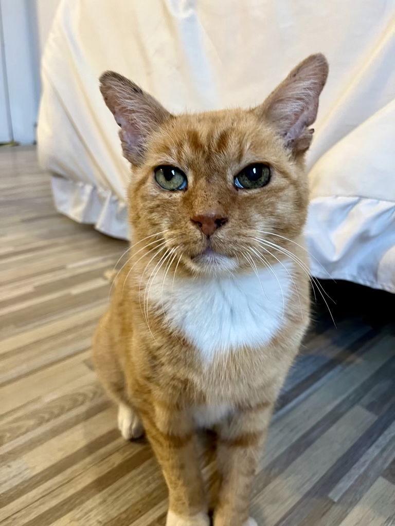 Ashford, a Adoptable Domestic Short Hair in Brooklyn, NY image 2/3
