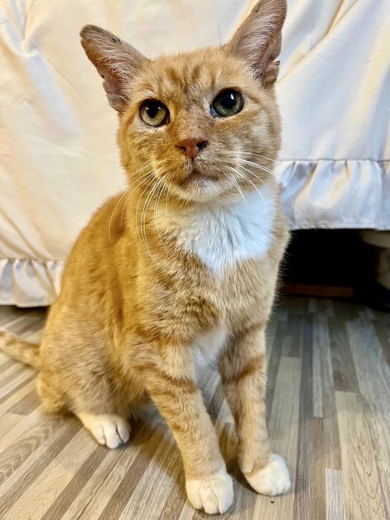 Ashford, a Adoptable Domestic Short Hair in Brooklyn, NY image 3/3