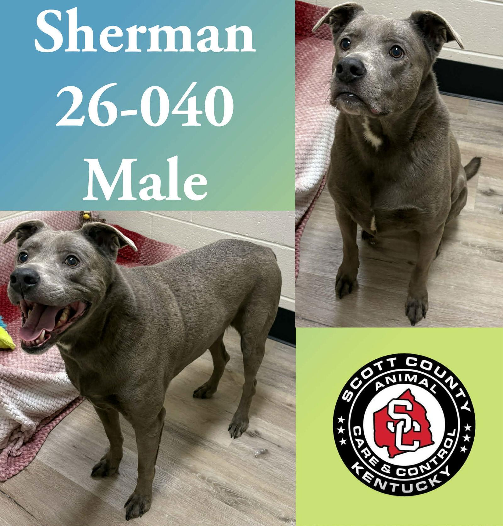Sherman, Adoptable, Senior Male Pit Bull Terrier & Weimaraner.