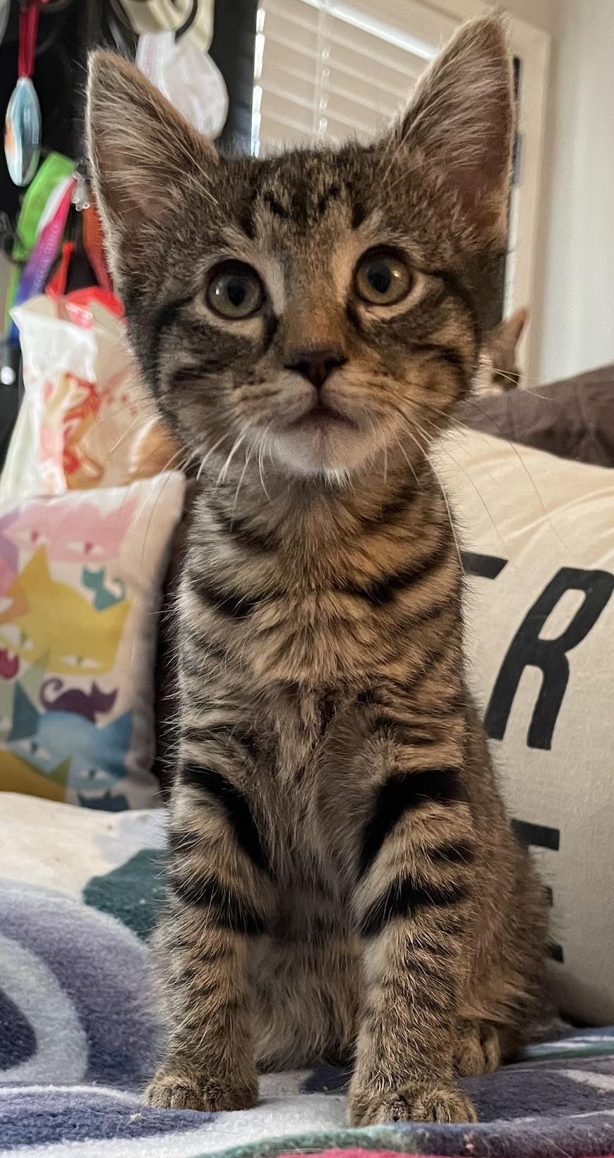 Lucy, a Adopted Domestic Short Hair in Prosper, TX image 2/3