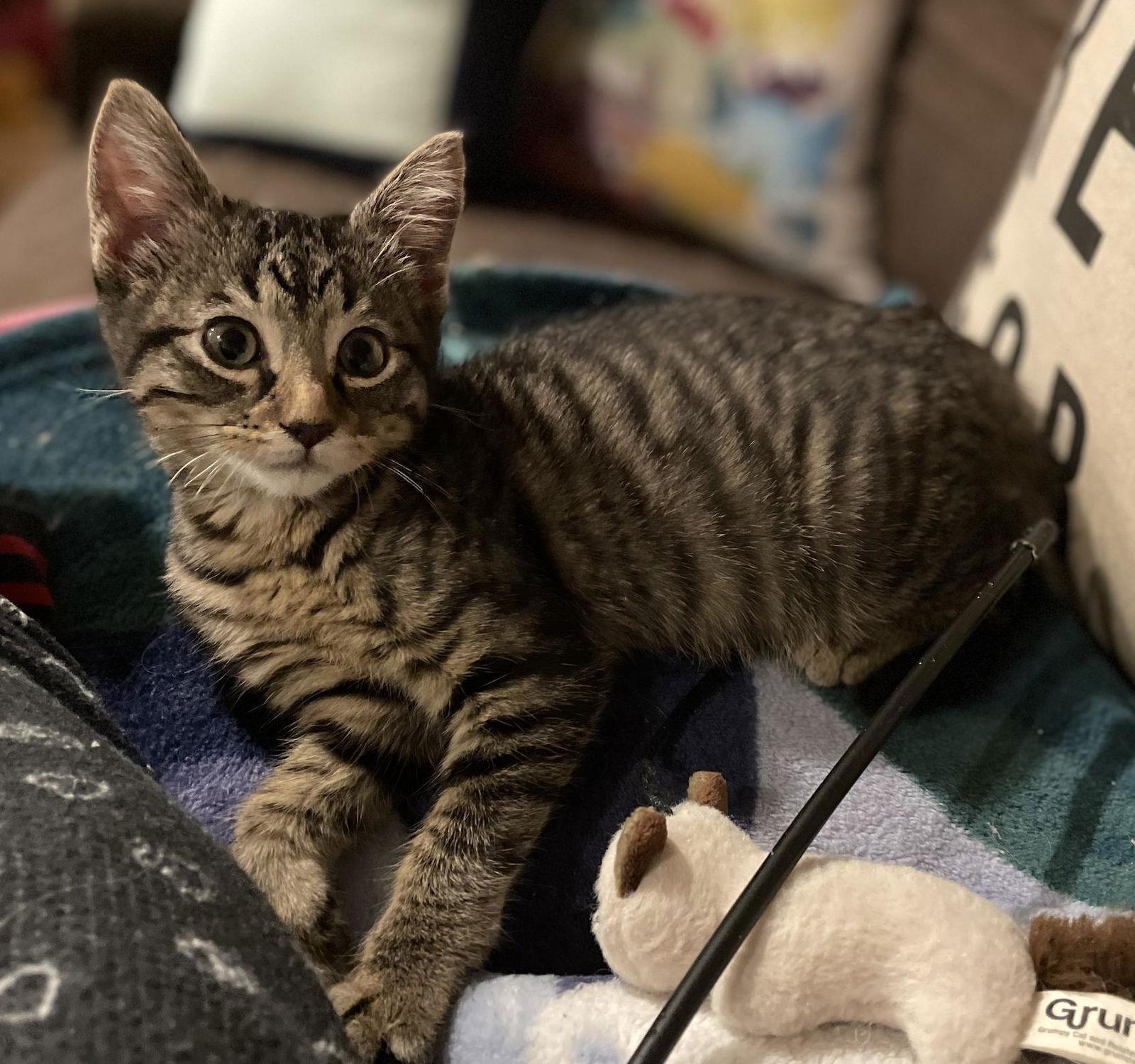 Lucy, a Adopted Domestic Short Hair in Prosper, TX image 3/3