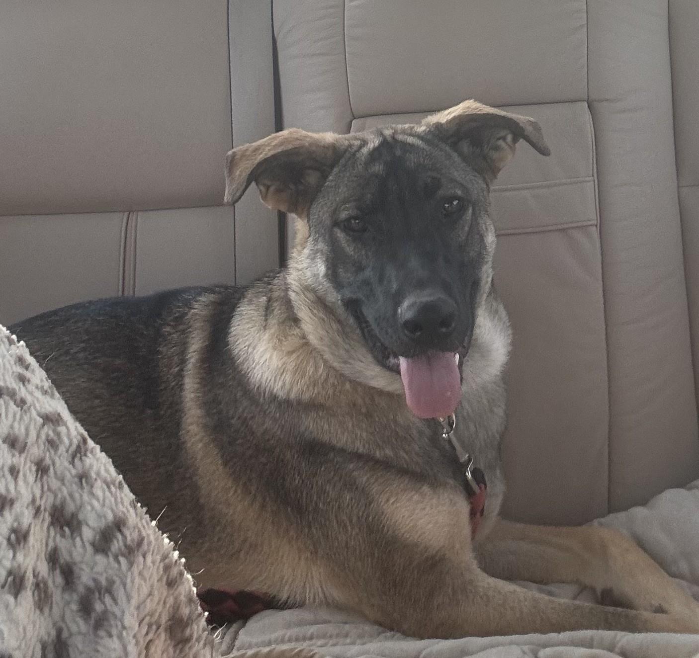 Cherry, ADOPTABLE, Young Female German Shepherd Dog & Mixed Breed.