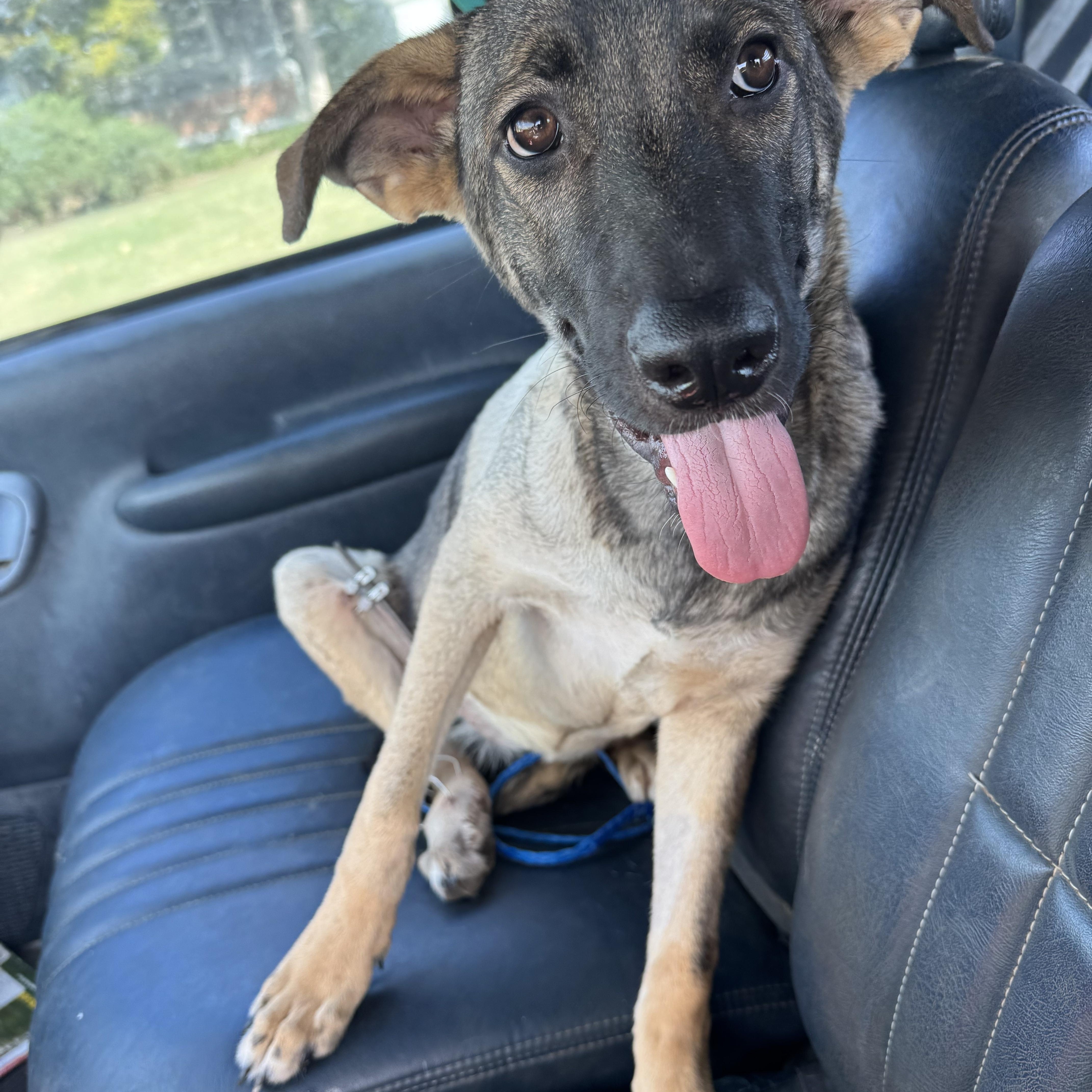 Enlarge Cherry, a ADOPTABLE mixed breed in Choctaw, OK image 4/4