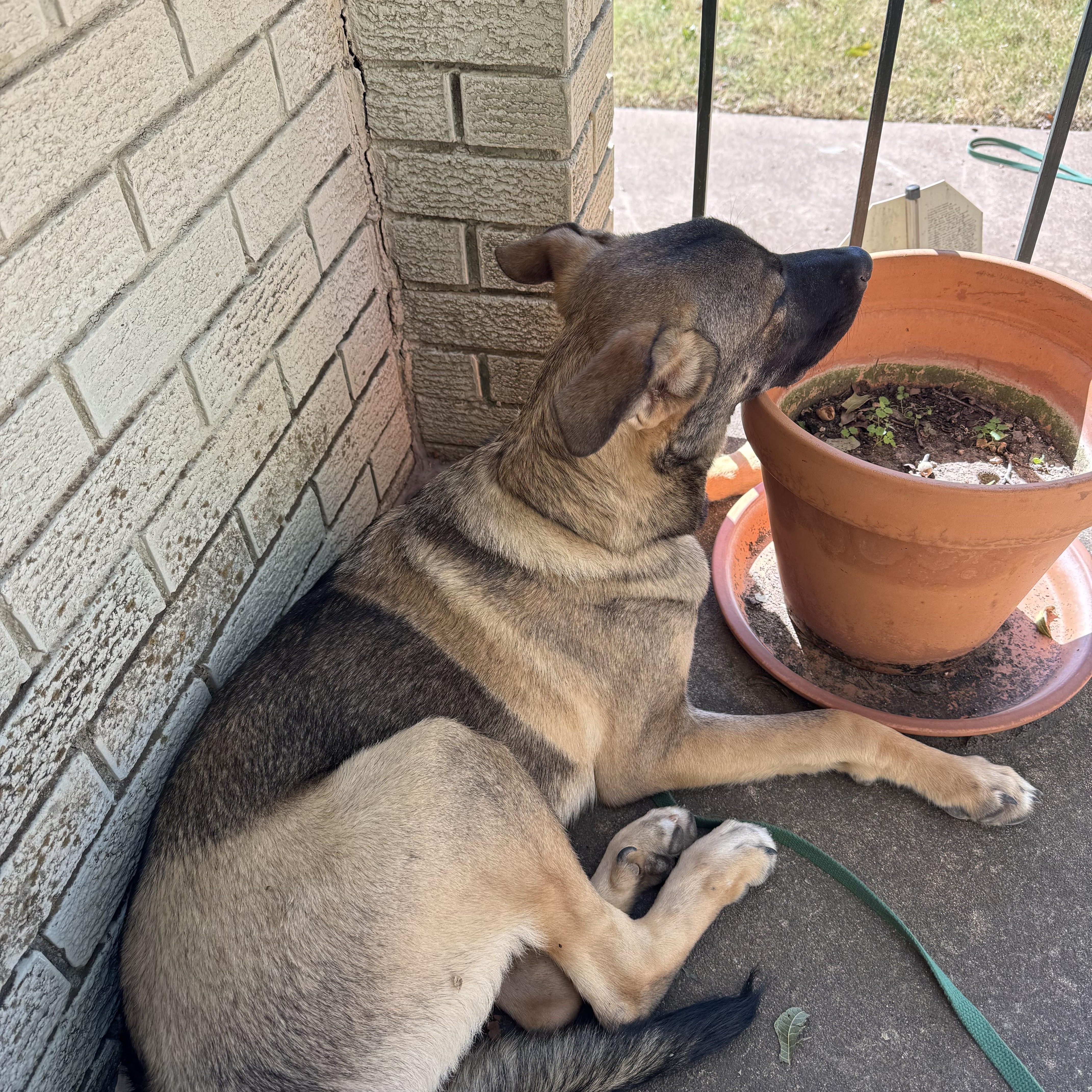Enlarge Cherry, a ADOPTABLE mixed breed in Choctaw, OK image 2/4