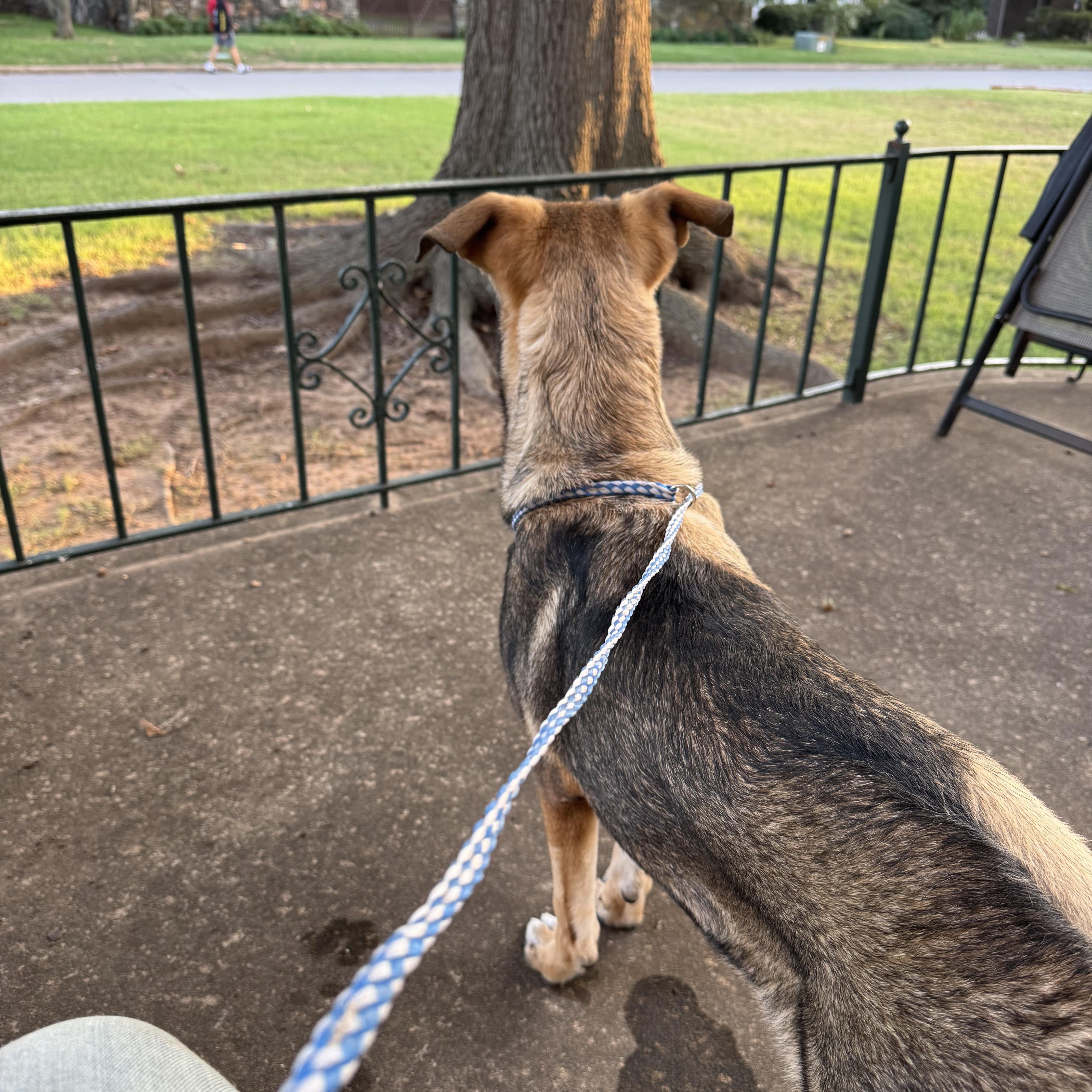 Enlarge Cherry, a ADOPTABLE mixed breed in Choctaw, OK image 3/4