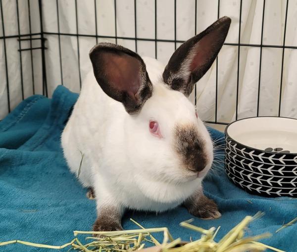 Tonks, Adoptable, Adult Female Californian.