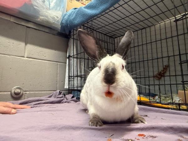 Tonks, Adoptable, Adult Female Californian.