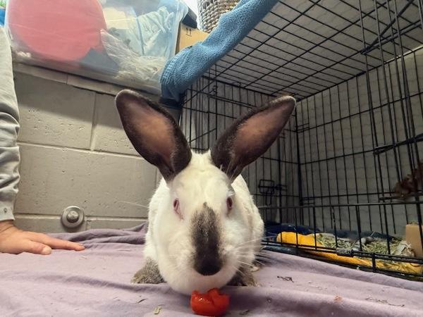 Tonks, a Adoptable mixed breed in Staten Island, NY image 2/6