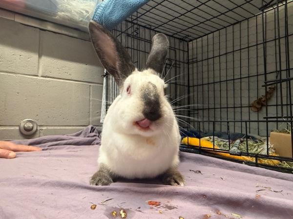 Tonks, a Adoptable mixed breed in Staten Island, NY image 3/6