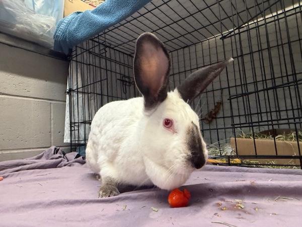 Tonks, a Adoptable mixed breed in Staten Island, NY image 5/6