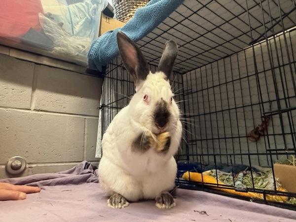 Tonks, a Adoptable mixed breed in Staten Island, NY image 6/6