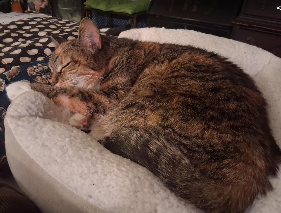 Enlarge Maisy ***Special Needs:  hyperthyroid***, a Adoptable mixed breed in FITCHBURG, MA image 2/6