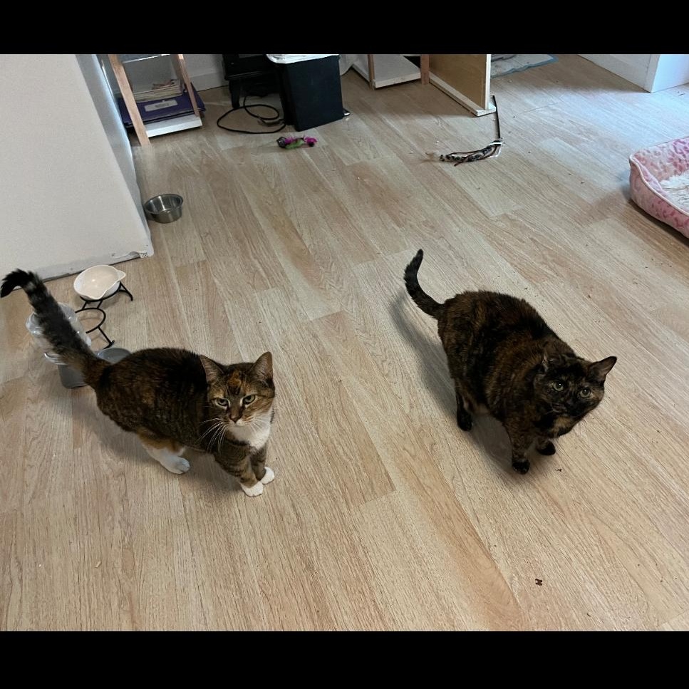 Maisy ***Bonded with Cloey***, Adoptable, Senior Female Calico & Domestic Short Hair.