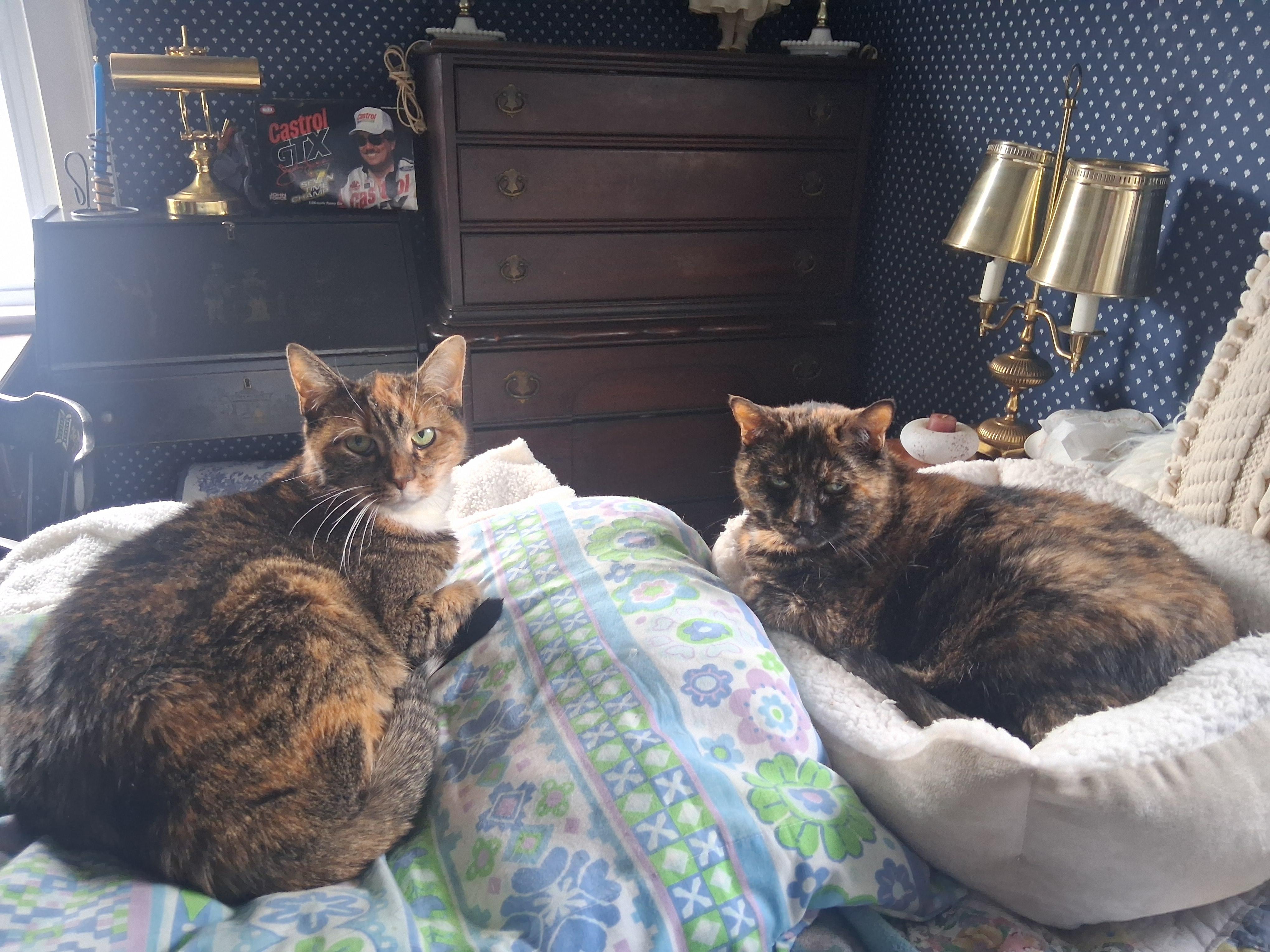 Enlarge Maisy ***Special Needs:  hyperthyroid.  Bonded with Cloey***, a Adoptable mixed breed in FITCHBURG, MA image 3/6