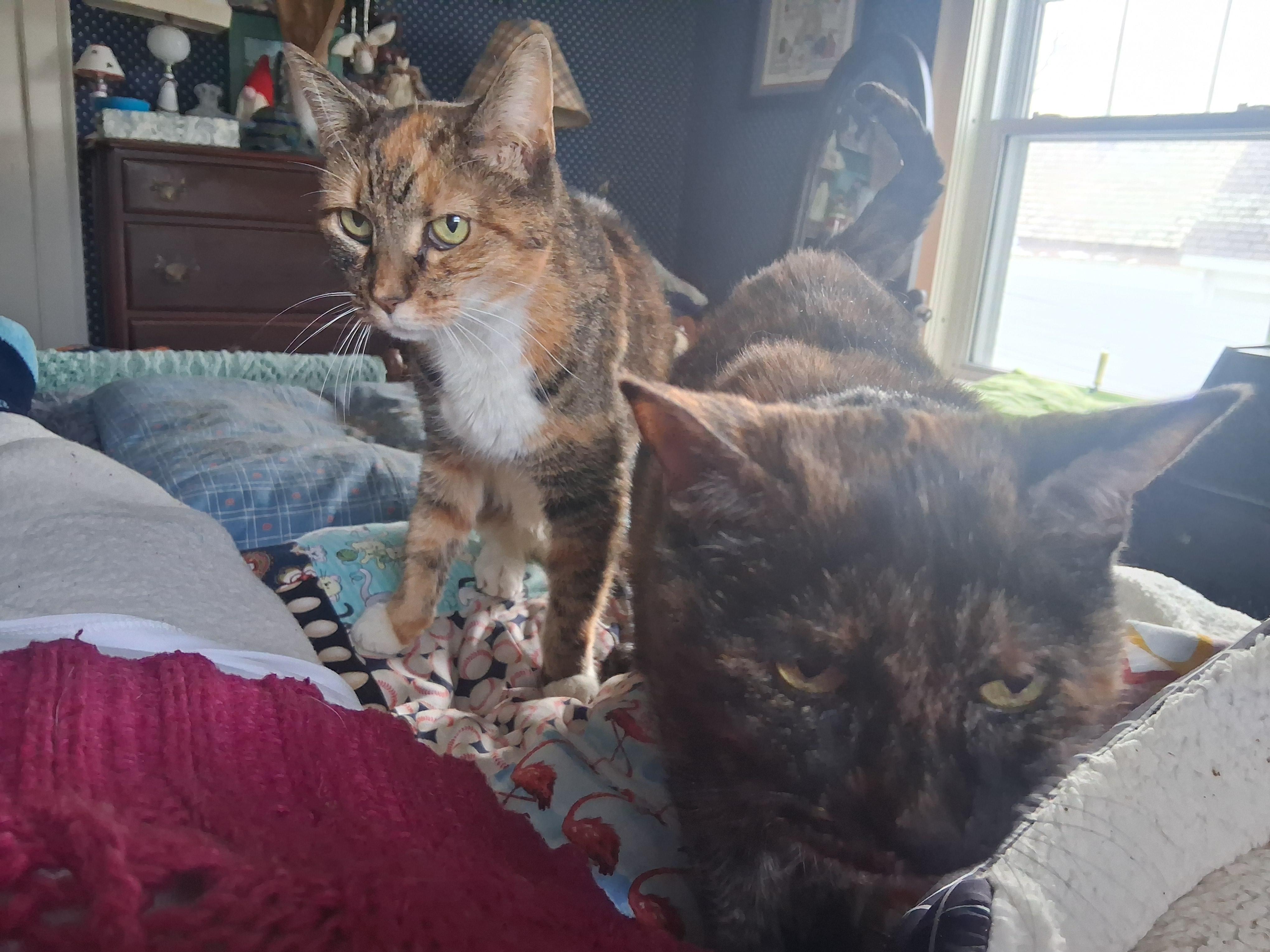 Enlarge Maisy ***Special Needs:  hyperthyroid.  Bonded with Cloey***, a Adoptable mixed breed in FITCHBURG, MA image 6/6