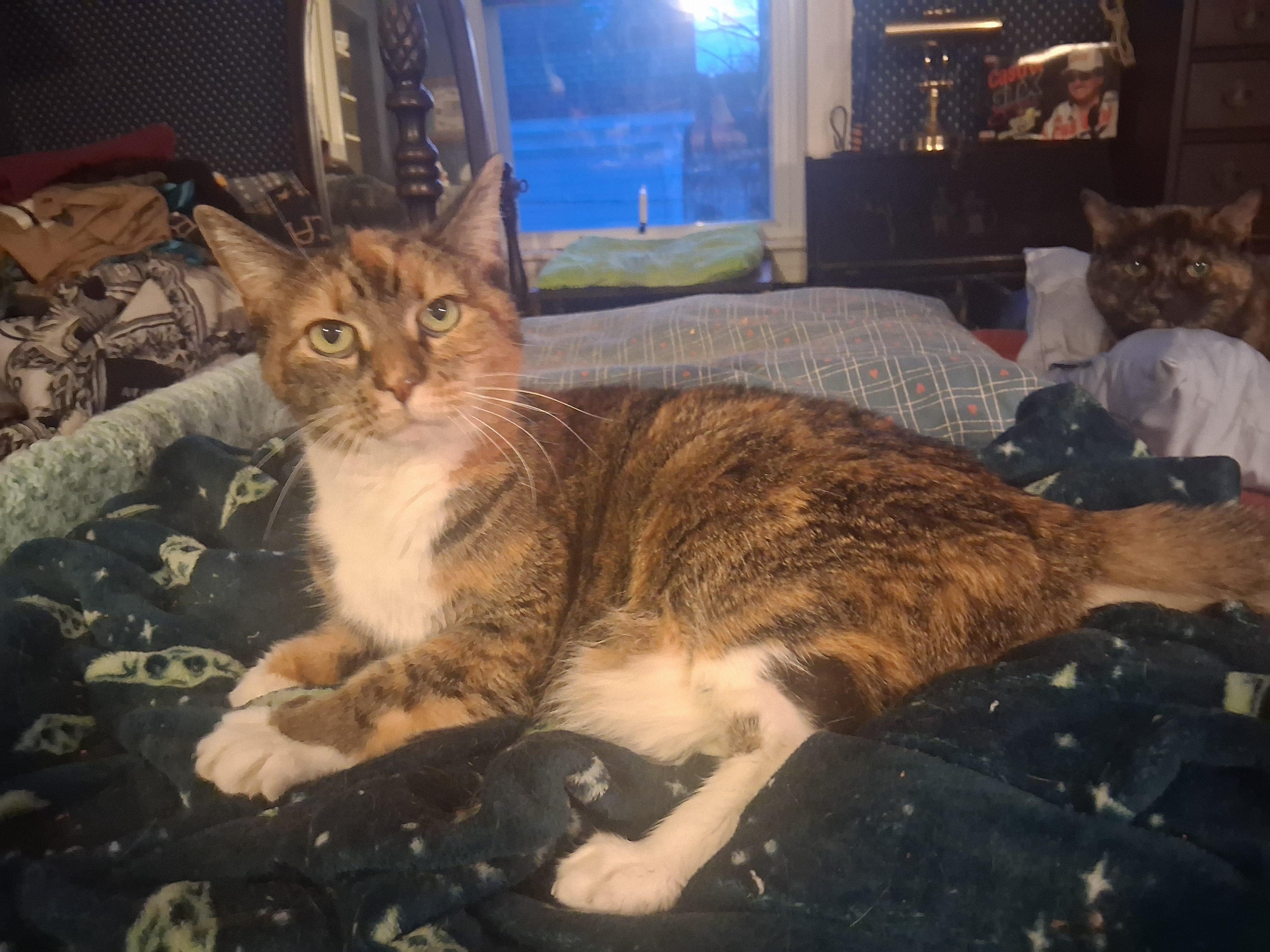 Enlarge Maisy ***Special Needs:  hyperthyroid.  Bonded with Cloey***, a Adoptable mixed breed in FITCHBURG, MA image 4/6