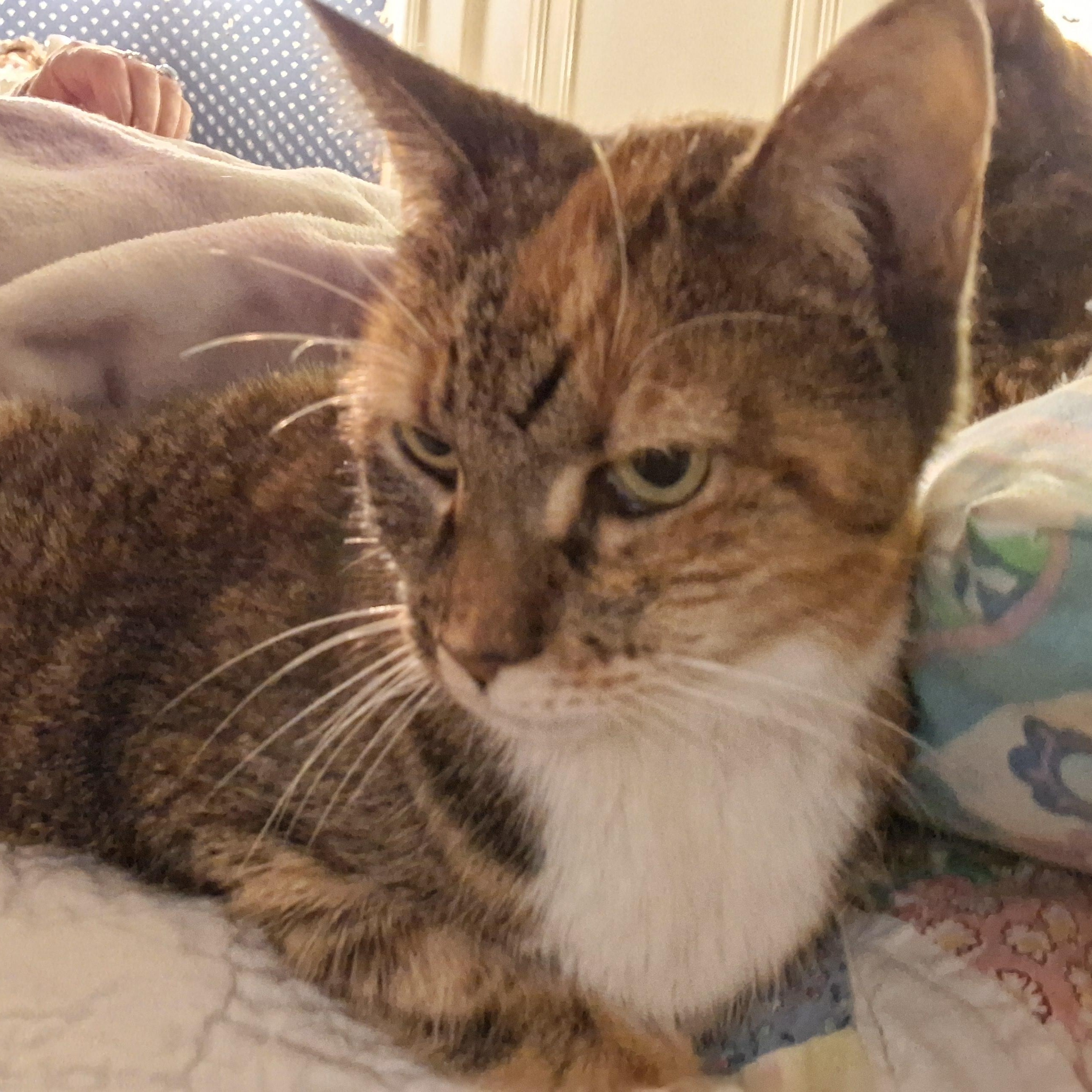 Enlarge Maisy ***Special Needs:  hyperthyroid.  Bonded with Cloey***, a Adoptable mixed breed in FITCHBURG, MA image 2/6